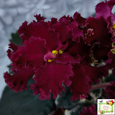 РМ-Black Cherry (Н. Скорнякова) 2022 г.