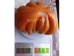 Томат Огненный гребень (охра) (Cresta di Fuoko)