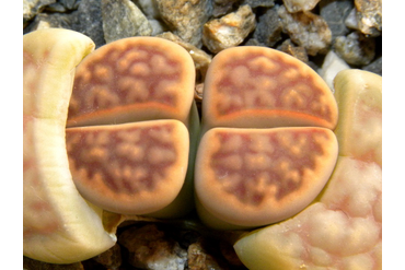 Lithops karasmontana v. lericheana C267
 