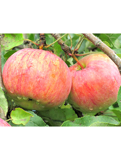 Яблоня  Десертное Петрова (летн.)