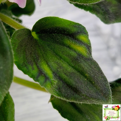 LV-Кирюша (Л. Шевелева) 2022 г. трейлер (клакамас)