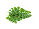 Моринга (Moringa) 60таб