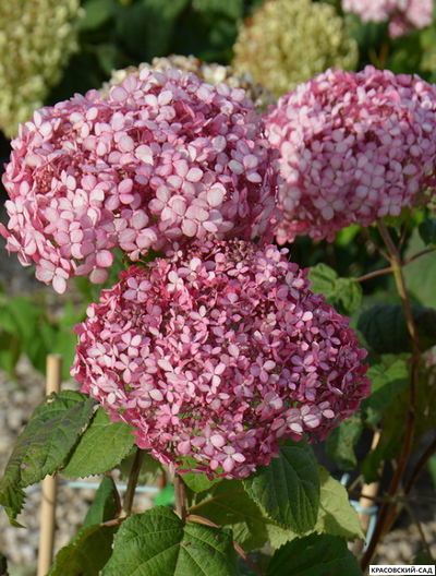 Гортензия древовидная Пинк Аннабель в Москве - Фото - Описание - выбрать Сорта - Красовский-Сад.рф