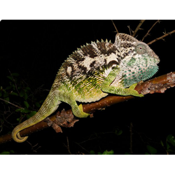 Хамелеон бородавчатый(Furcifer verrucosus)