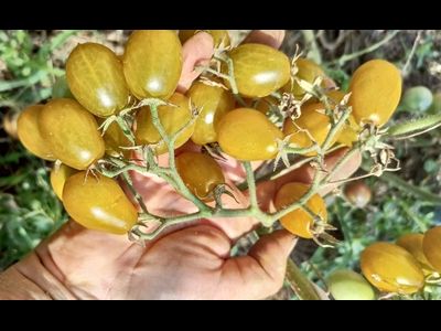 Томат черри Янтарные клавиши (Amber Keyes), США