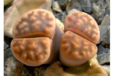 Lithops karasmontana v. lericheana C267
 