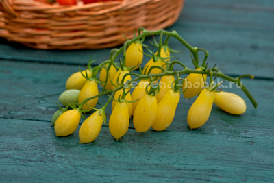 Томат Ivory Tears(  Слезы цвета слоновой кости ), 10 шт