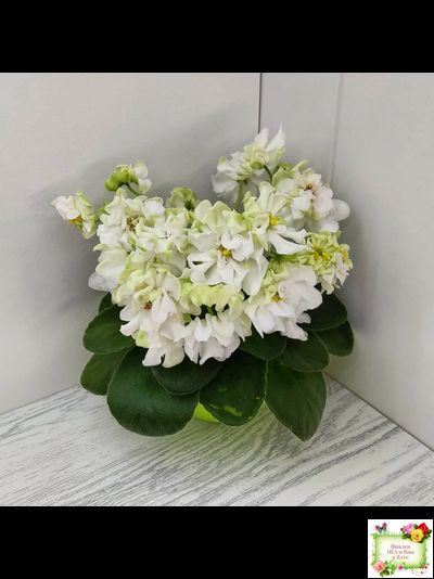 DS-Прекрасное Далеко (Dimetris) 2021 г.