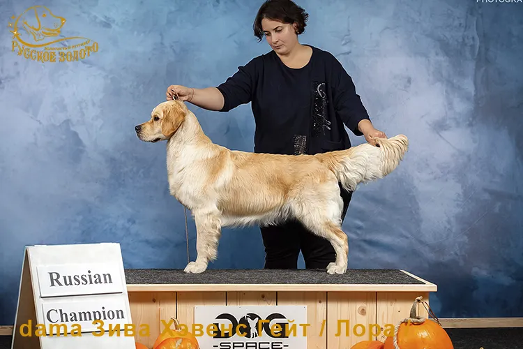 2 г 11 мес. Победы на выставках. Закрыт титул Чемпион России.