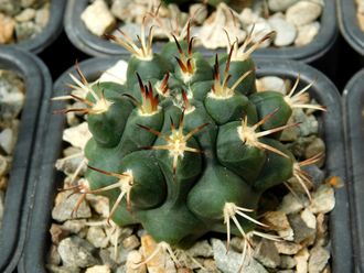 Gymnocalycium bruchii v. niveum VG 536