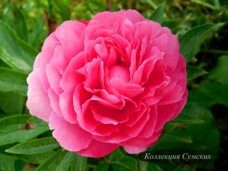 Пион Rose heart (Роуз Херт)