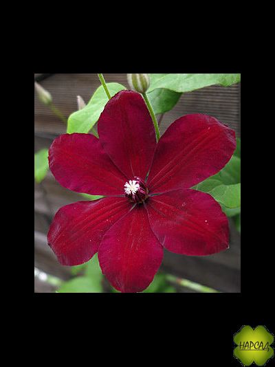 Клематис "Westerplatte" (Вестерплатте)