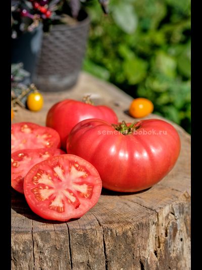 Томат Кристина Ватчева ( Kristina Vatcheva), 10 шт