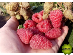 Малина Гордость России (СРЕДНЕРАННЯЯ, крупноплодный, бесшипный) саженец 1 год