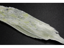 Брусит (немалит) светло-зеленый, волокнистый брусит, коллекционный образец, Россия, КЧР, Урупский район, м-ние Мощевая балка (80*15*5 мм, 4 г) №29693
