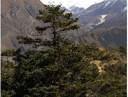 Кипарис гималайский (Cupressus torulosa) древесина, 5 мл - 100% натуральное эфирное масло