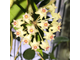 4927- Hoya parasitica Northablii -01/01/2023