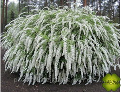 Спирея серая цинерея "Грефшейм"