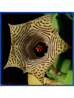Huernia thuretii, Bonkolo Nek IB10817