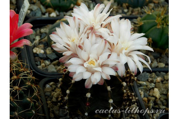 Gymnocalycium friedrichii hybr.