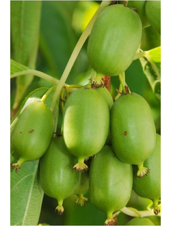 Актинидия Иссей (самоопыл)