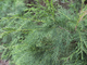 Кипарис гималайский (Cupressus torulosa) лапки, 10 мл - 100% натуральное эфирное масло