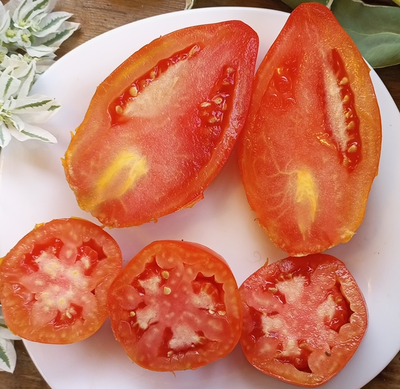 Томат Аббаттиста паста (Abbattista paste)