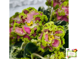 МТ-Античная Брошь (М. Тотиева) 2025 г.