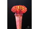 Семена SARRACENIA HYBRID 1