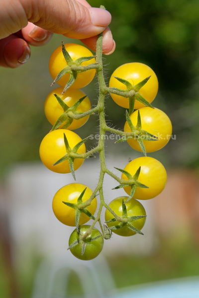 Томат Lotte's Lime (Лайм Лотте), 10 шт