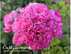Пеларгония СиМ-Легенда