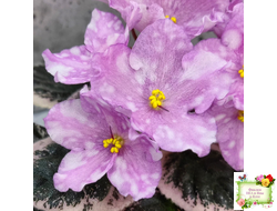 Rivermist Beguiling (J. Baker) (стартер)