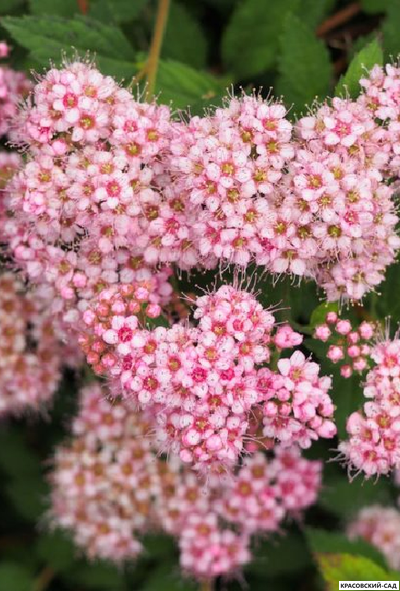 Спирея японская Мерло Нана Купить в магазине красовский-сад.рф