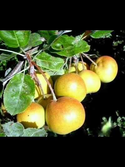 Сорбопирус, 1год, ЗКС