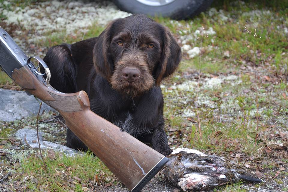 Купить Дратхаара Для Охоты На Авито