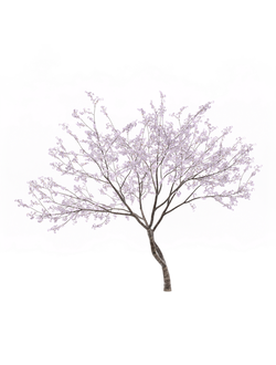 цветущие Вишня обыкновенная 3