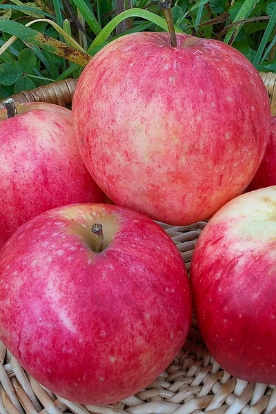 Яблоня Осеннее полосатое (Штрейфлинг) (осен.)