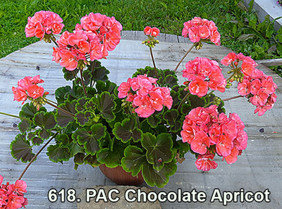 Пеларгония PAC Chocolate Apricot
