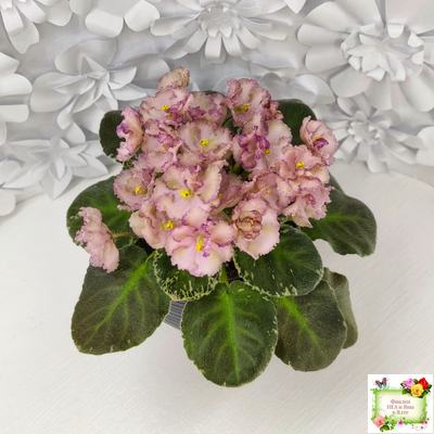 Н-Яшма (Н. Бердникова) 2015 г.