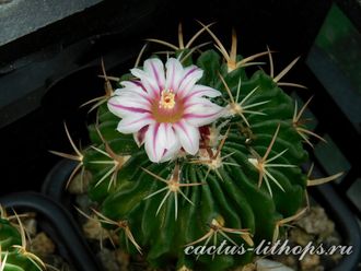 Echinofossulocactus  multicostatus - 5 семян