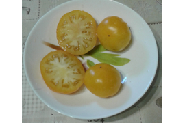 Аксанта (дет, компактный)