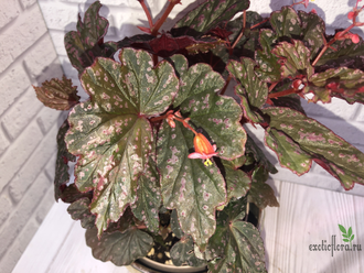 Бегония Victorian Butterflay