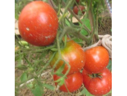 Томат Юбилейный Тарасенко