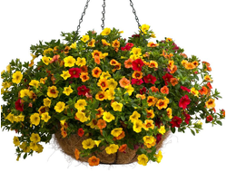 Калибрахоа ампельная, кашпо 3,7 л