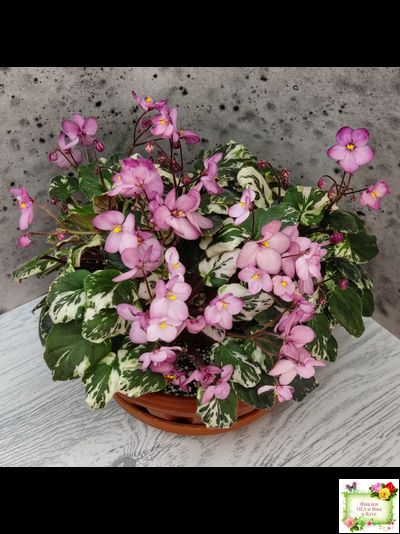 Mac&#039;s 1306-2 (G.McDonald) трейлер