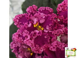 ЛФ-Дарья (Л.Федосеева) 2017 г.