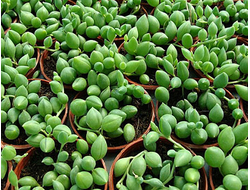 Senecio herreianus (Крестовник Геррейна)