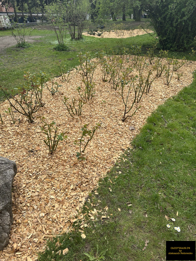 мульча щепа лиственницы