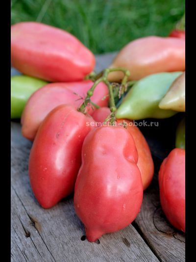 Томат Брикодейки Минусинские, 10 шт