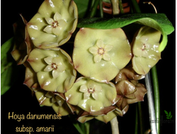 Hoya danumensis subsp. amarii